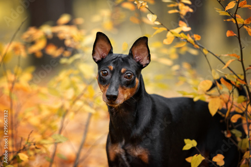 Schilderij op canvas german pinscher dog portrait outdoors in autumn