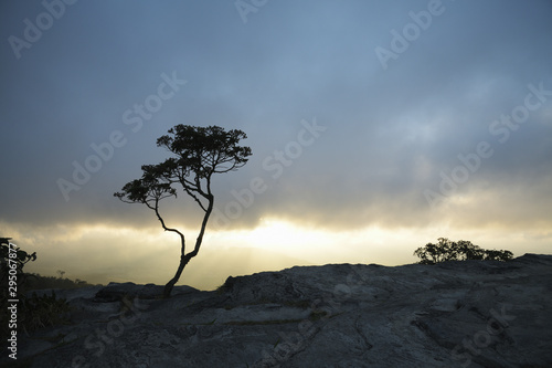 Trees Silhouettes at Sunrise in Brazil © Marta Alves