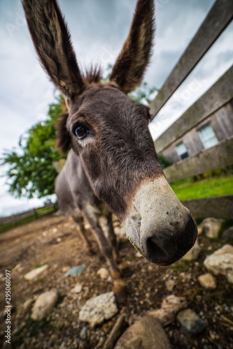 donkey next to a wooden fence