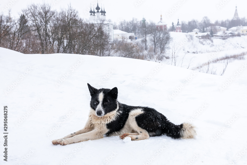 Black and white dog lies in the snow Black and white dog lies in the snow