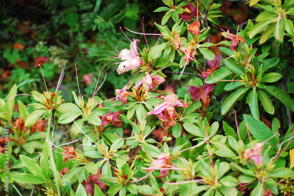 Obraz premium ツツジ