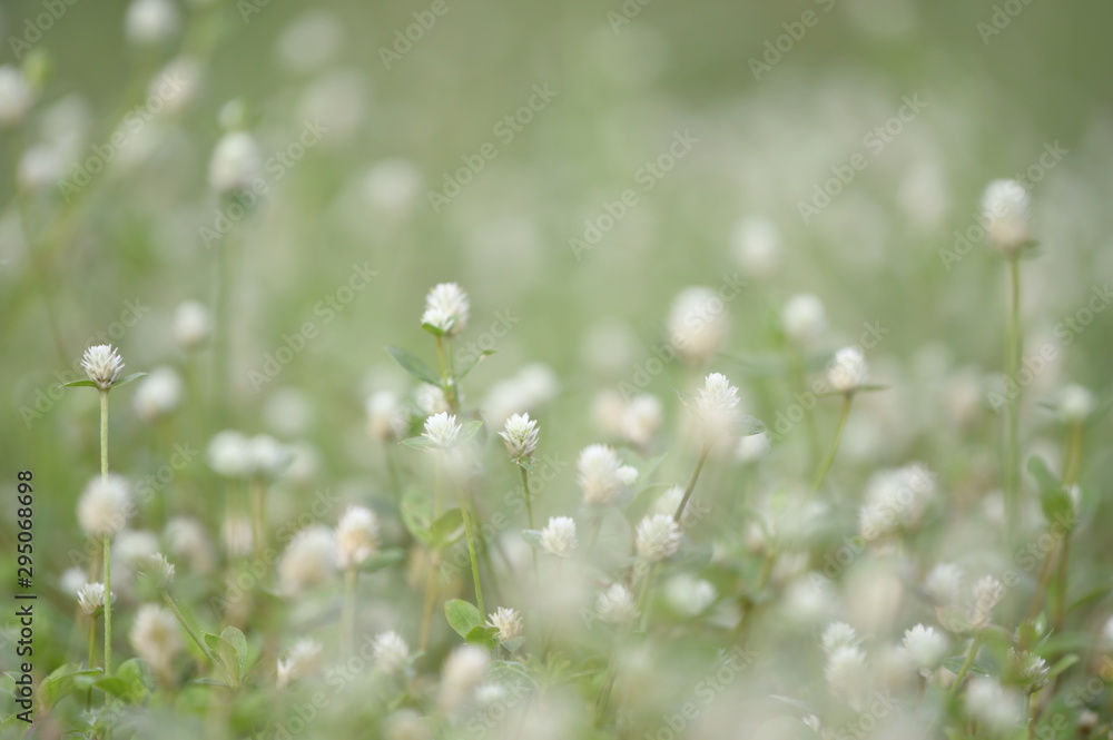 green grass with flowers