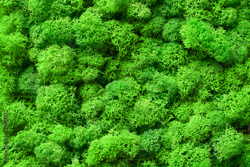 Green Decorative Moss Texture Wallpaper Stock Photo by ©Varavin88 313177330