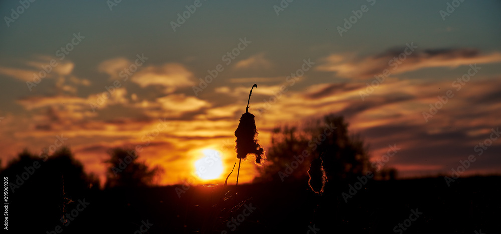 silhouette of a straw at sunset