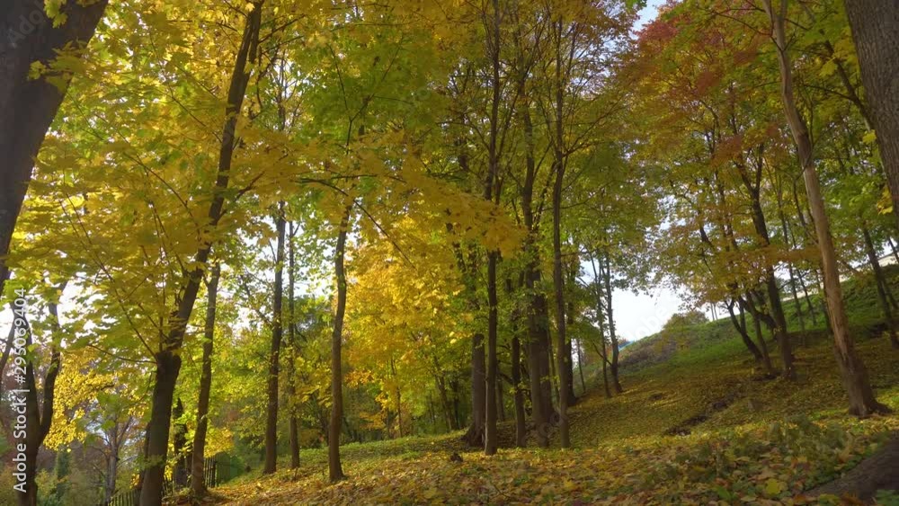 Colorful falling autumn leaves from trees in a forest Colorful falling autumn leaves from trees in a forest