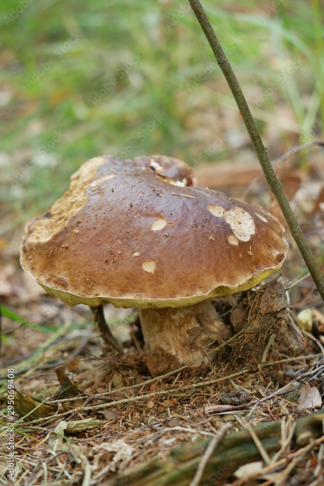 Steinpilz (Boletus edulis) in Muldenhütten/Sachsen Steinpilz (Boletus edulis) in Muldenhütten/Sachsen
