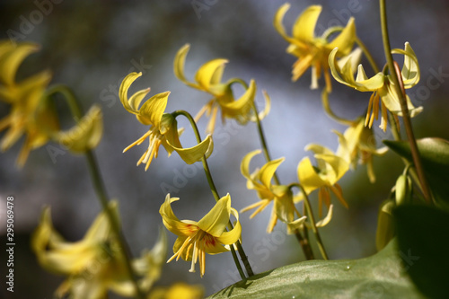 Yellow bright flowers of a erythronium on a water color background of the sky and plants. photo