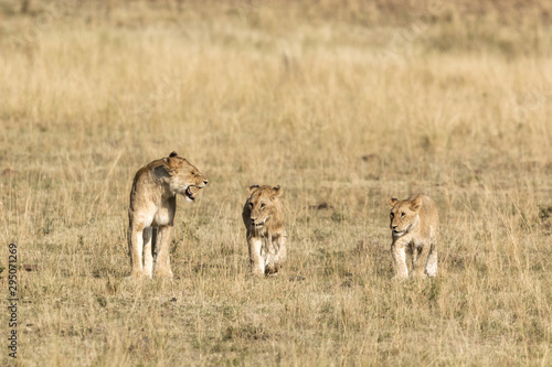 Young lioness keeps the cubs in order in the Masai Mara