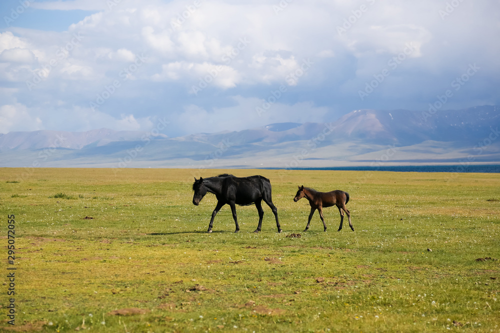 Horses on pasture near Song kol in Kyrgyzstan Horses on pasture near Song kol in Kyrgyzstan