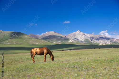 Horse on pasture near Song kol in Kyrgyzstan