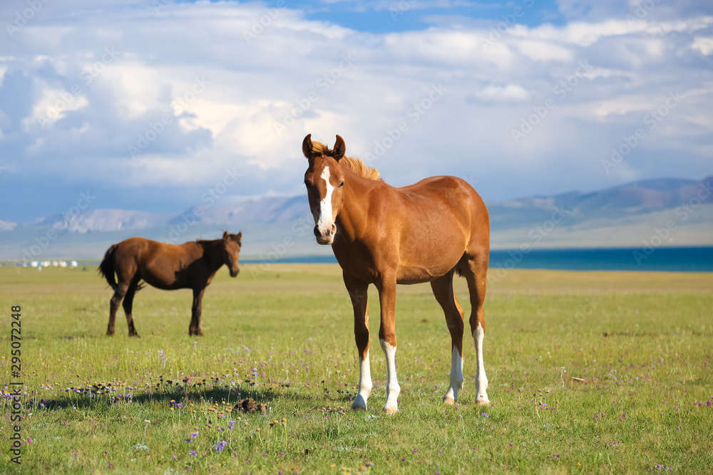 Horses on pasture near Song kol in Kyrgyzstan