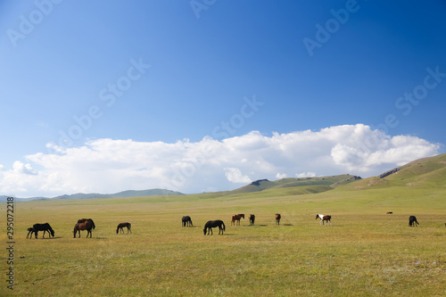 Horses on pasture near Song kol in Kyrgyzstan