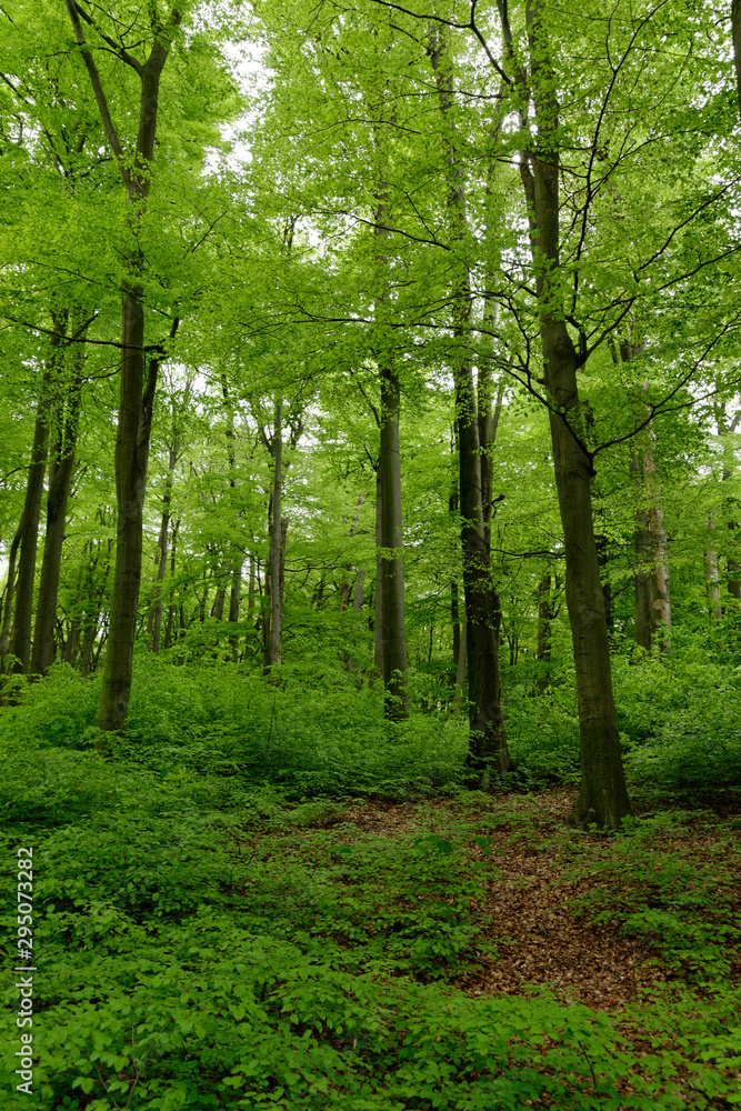 Rotbuchenwald mit Naturverjüngung Rotbuchenwald mit Naturverjüngung