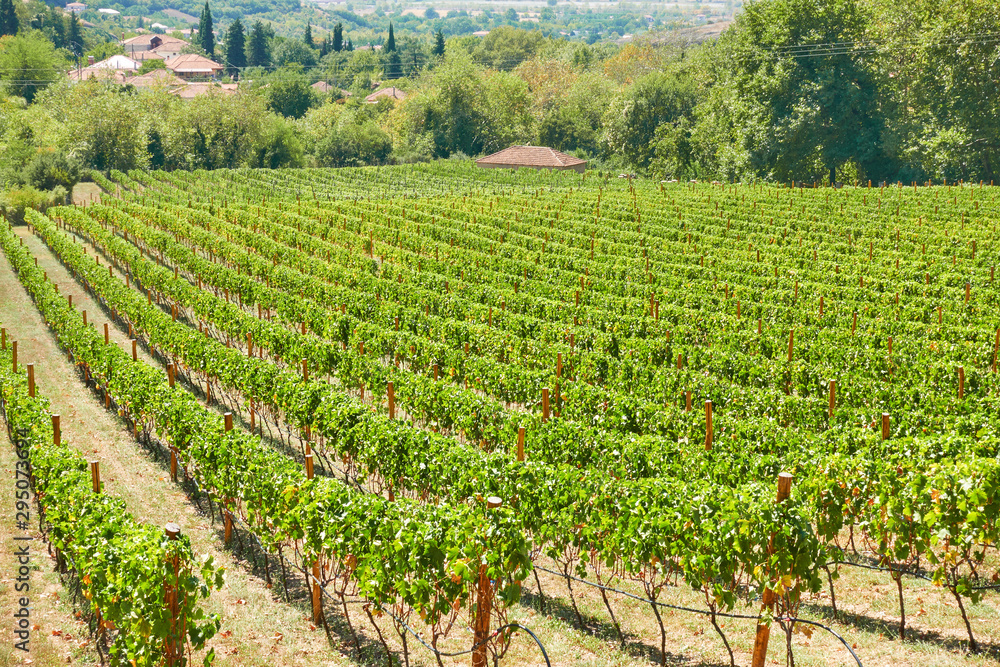 Vineyard in countryside