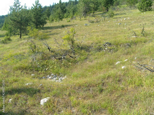 Zabljak Durmitor Montenegro summer vegetation