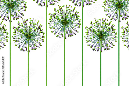 Background from growing up decorative bow. Allium. Onion. Objects on a white background.