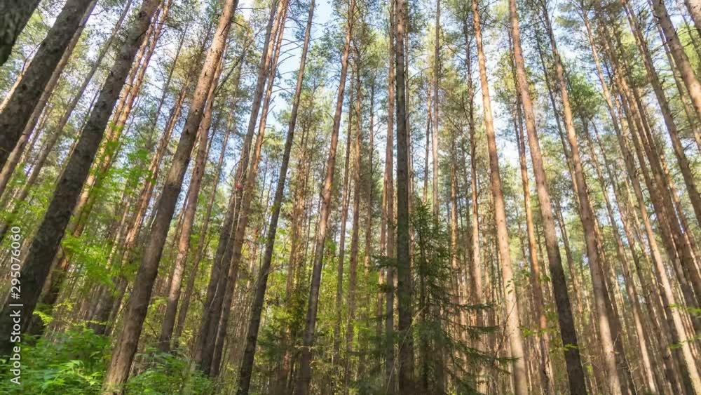 Pine Forest in Autumn Timelapse Pine Forest in Autumn Timelapse
