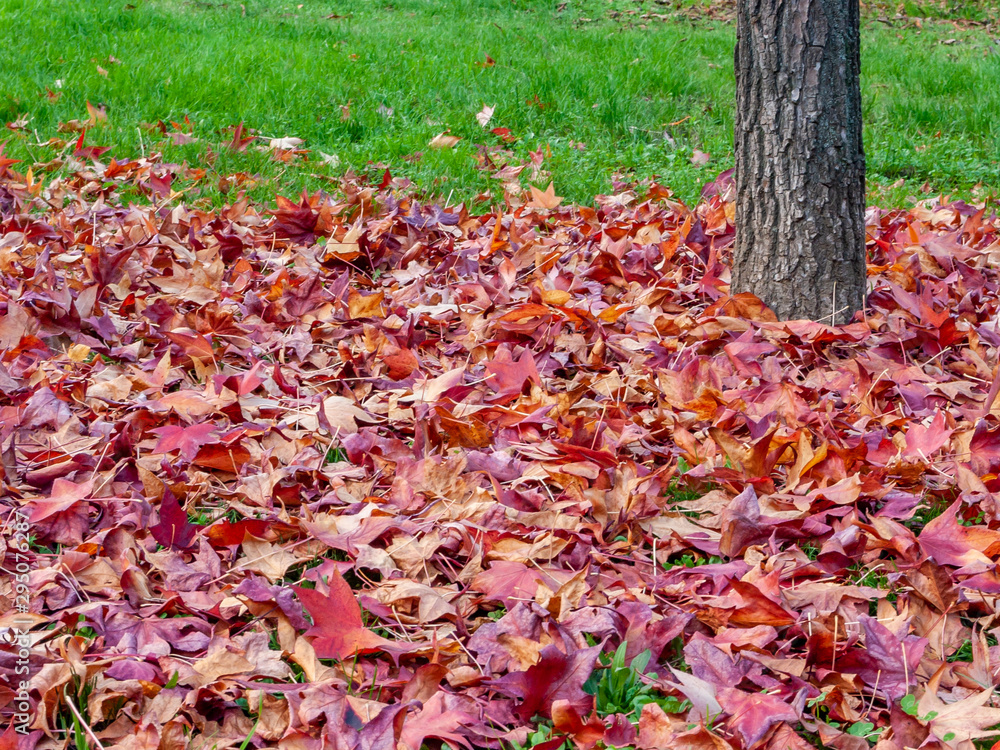Detail of leaves on grass fallen from chestnut trees in autumn, which create textures with warm colors all over the background. Detail of leaves on grass fallen from chestnut trees in autumn, which create textures with warm colors all over the background.