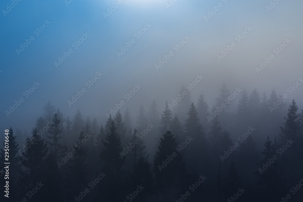 Thick morning fog over spruce forest