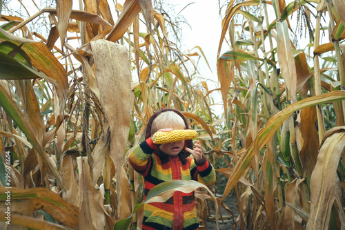 Cute child in colorful sweater close his eyes with ripe corn cob on yellow autumn corn field. Fall season concept.