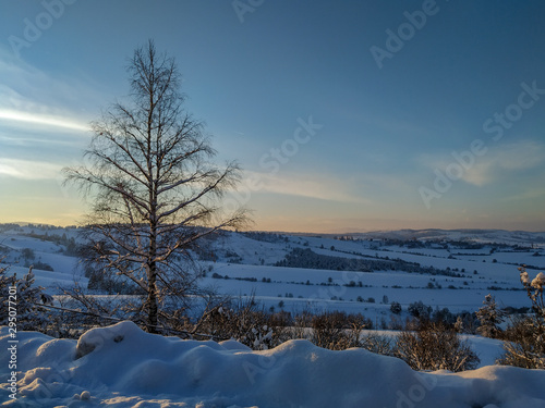 View of a tree and a field covered in snow in the background during snowy cold winter sunny day with beautiful sunny blue sky