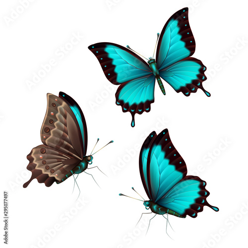 Set blue tropical butterflys on a white background, a flying insect. Vector. © gossip7