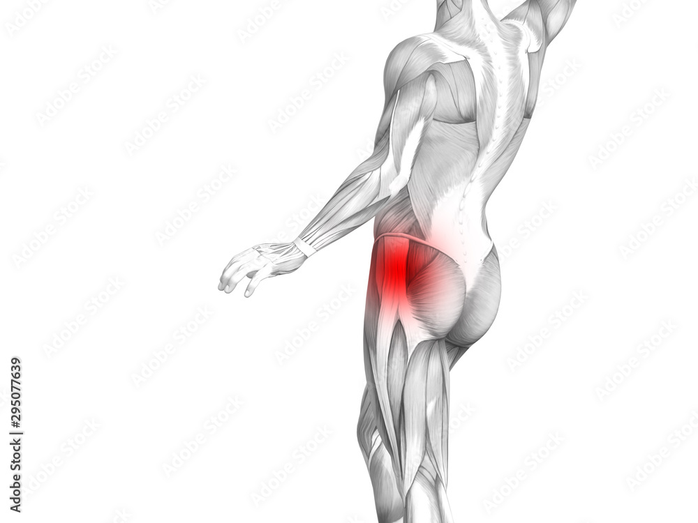 Conceptual hip human anatomy with red hot spot inflammation articular joint pain for leg health care therapy or sport muscle concepts. 3D illustration man arthritis or bone sore osteoporosis disease Conceptual hip human anatomy with red hot spot inflammation articular joint pain for leg health care therapy or sport muscle concepts. 3D illustration man arthritis or bone sore osteoporosis disease