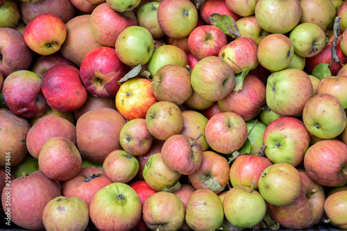 Lots of organic apples fresh from the harvest at the farmer's market, full frame background, top view from above,
