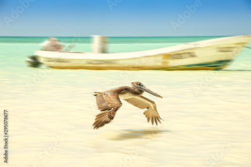 The pelican flight © Marco B.