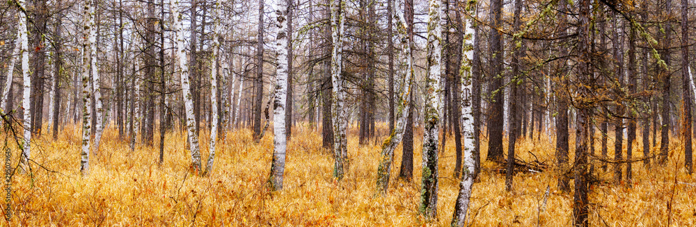 autumn in forest. panorama view of birch and larch forest. autumn in forest. panorama view of birch and larch forest.