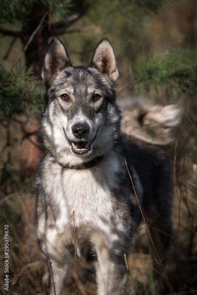 Laika in autumn forest