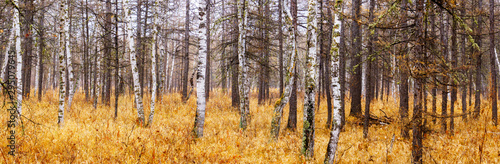 Fototapeta Naklejka Na Ścianę i Meble -  autumn in forest. panorama view of birch and larch forest.