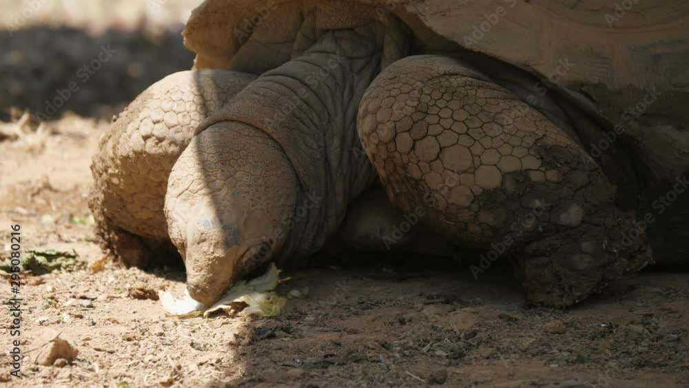 A giant brown tortoise eating cabbage in a zoo on a sunny day in summer. A giant brown tortoise eating cabbage in a zoo on a sunny day in summer.