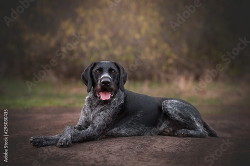 Hunting dog deutsch drahthaar in field photo