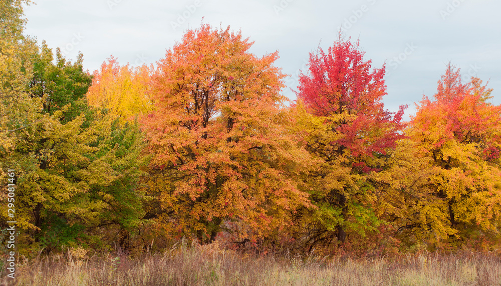 Naklejka premium Autumn landscape of colorful motley trees of red, yellow and green colors in late autumn with leaf fall