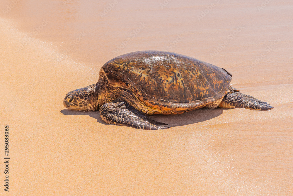 Turtle resting on sandy beach near ocean 