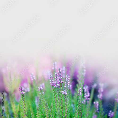 Glade of blooming heather flowers. Festive floral greeting card background. Delicate purple pink petal flowers plant on a beige. copy space. Shallow depth of field