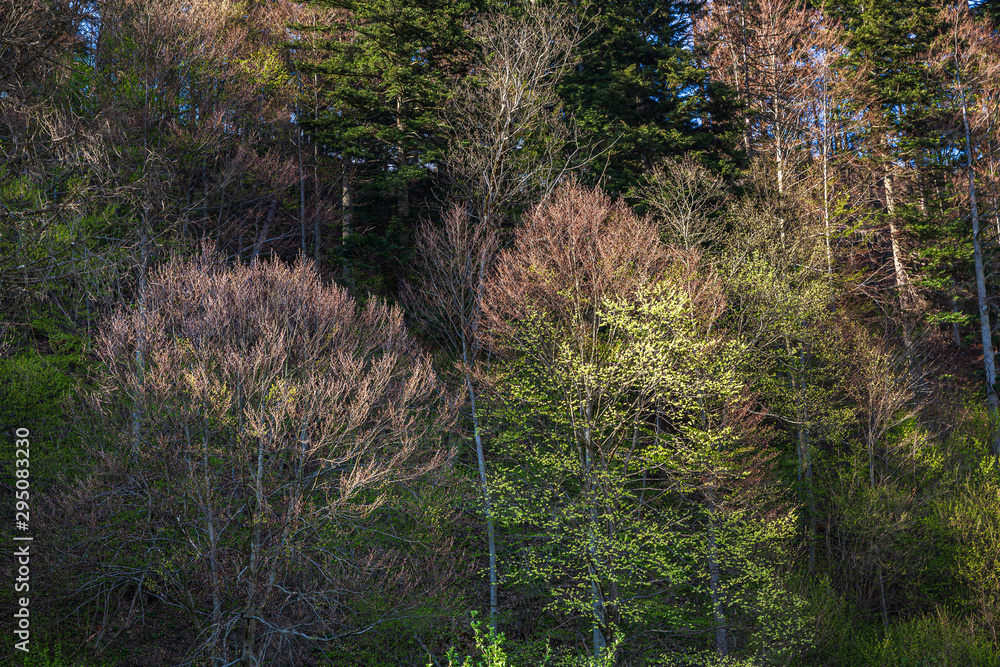 A spring landscape with forest. A spring landscape with forest.