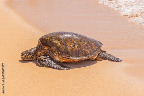 Turtle resting on sandy beach near ocean 