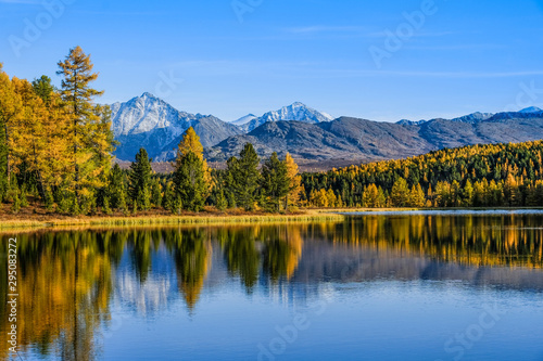 Autumn landscape in the mountains. Reflection of mountains and yellow  green trees on the surface of the lake. Altai.