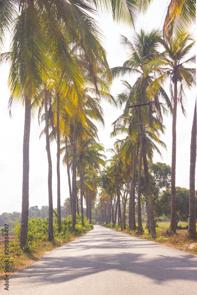 Palm alley at sunny day, Goa India