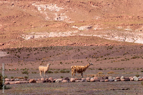Woolen alpacas in the wild nature of Chile