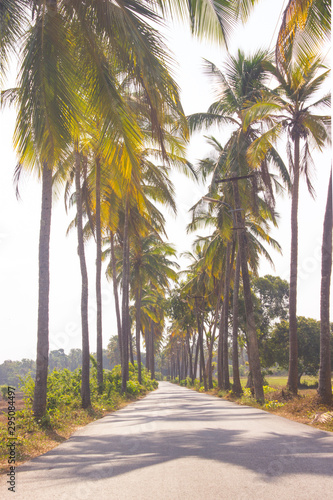 Palm alley at sunny day  Goa India