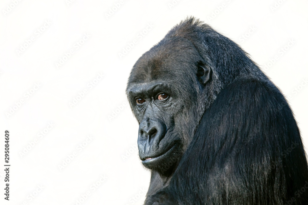 gorilla portrait in nature view gorilla portrait in nature view