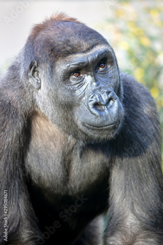 gorilla portrait in nature view
