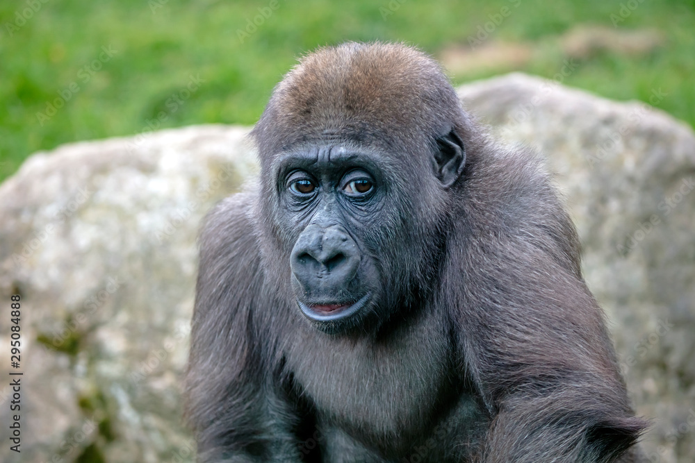 A young female gorilla close up A young female gorilla close up