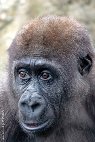 A young female gorilla close up