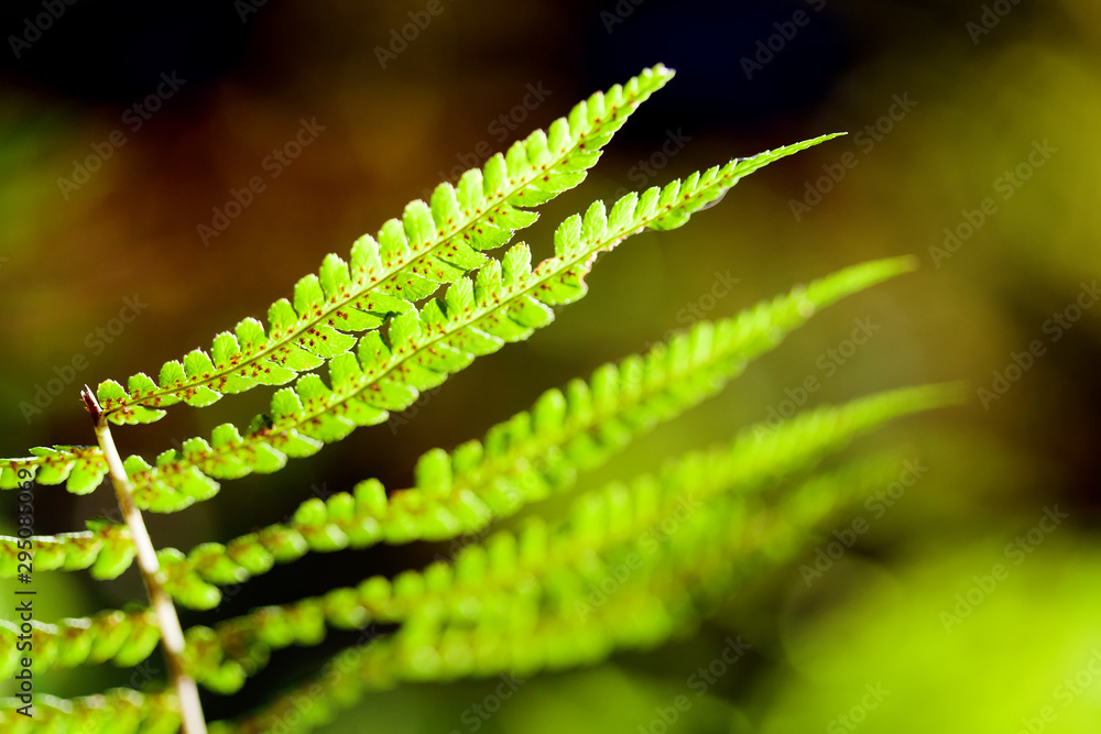 Green fern leaf forest plant Dryopteris filix-mas macro view. Selective focus.
