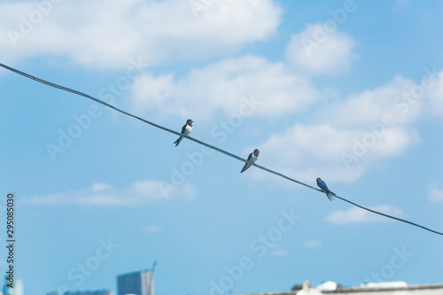 Swallow sitting on electric wire with city view.