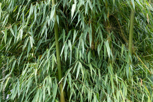 Green bamboo close up with blue sky background